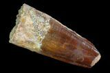 Real Spinosaurus Tooth - Feeding Worn Tip #90157-1